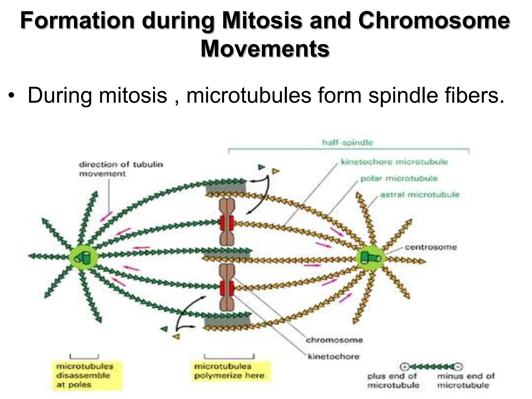 Formation during Mitosis and Chromosome
Movements
• During mitosis , microtubules form spindle fibers.
 