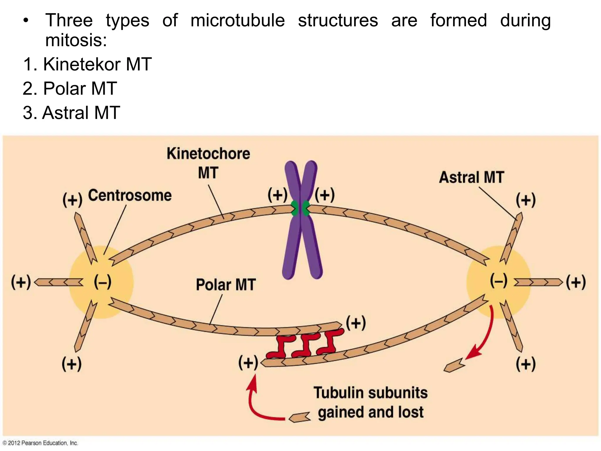 • Three types of microtubule structures are formed during
mitosis:
1. Kinetekor MT
2. Polar MT
3. Astral MT
 