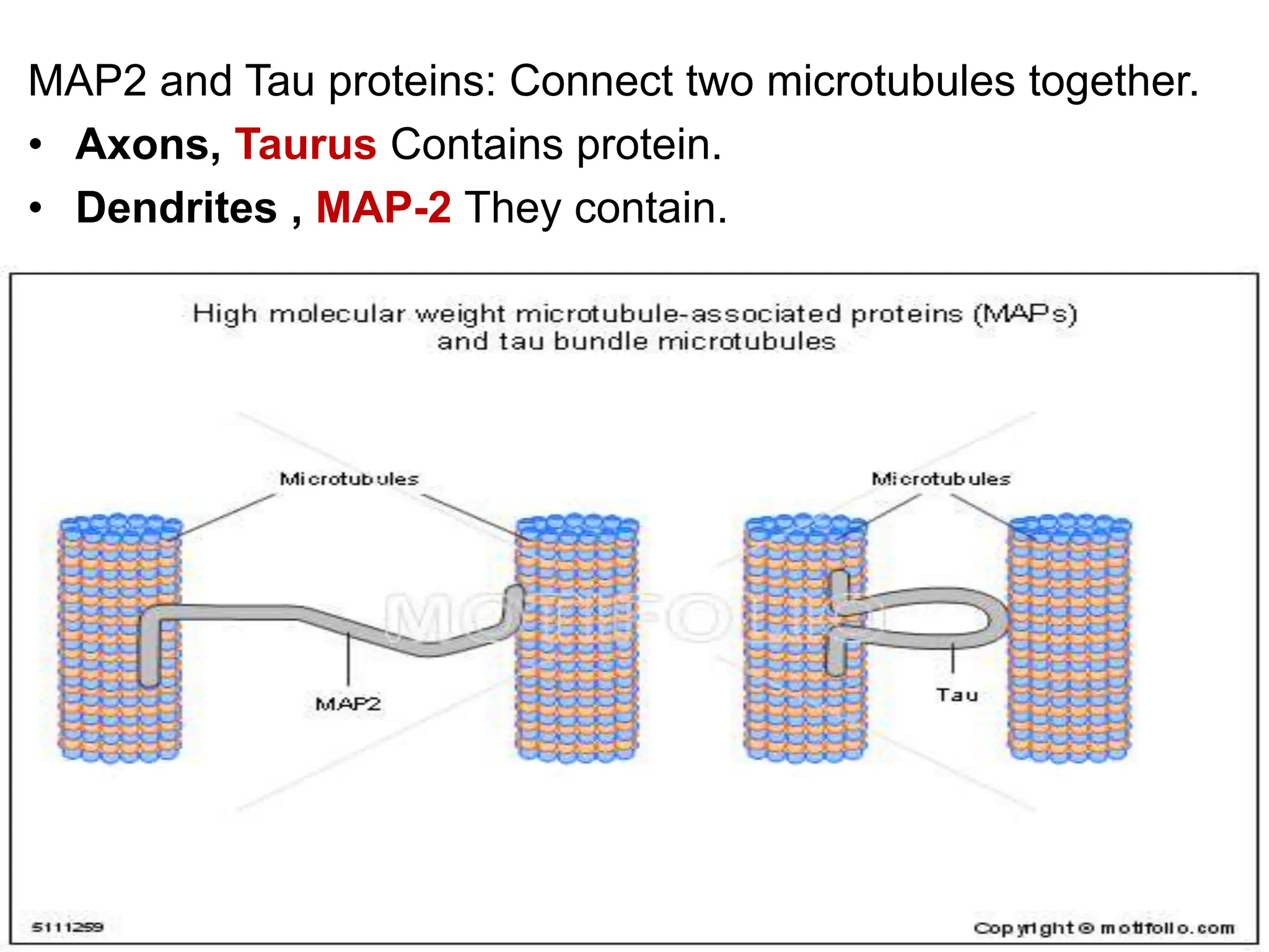 MAP2 and Tau proteins: Connect two microtubules together.
• Axons, Taurus Contains protein.
• Dendrites , MAP-2 They contain.
 