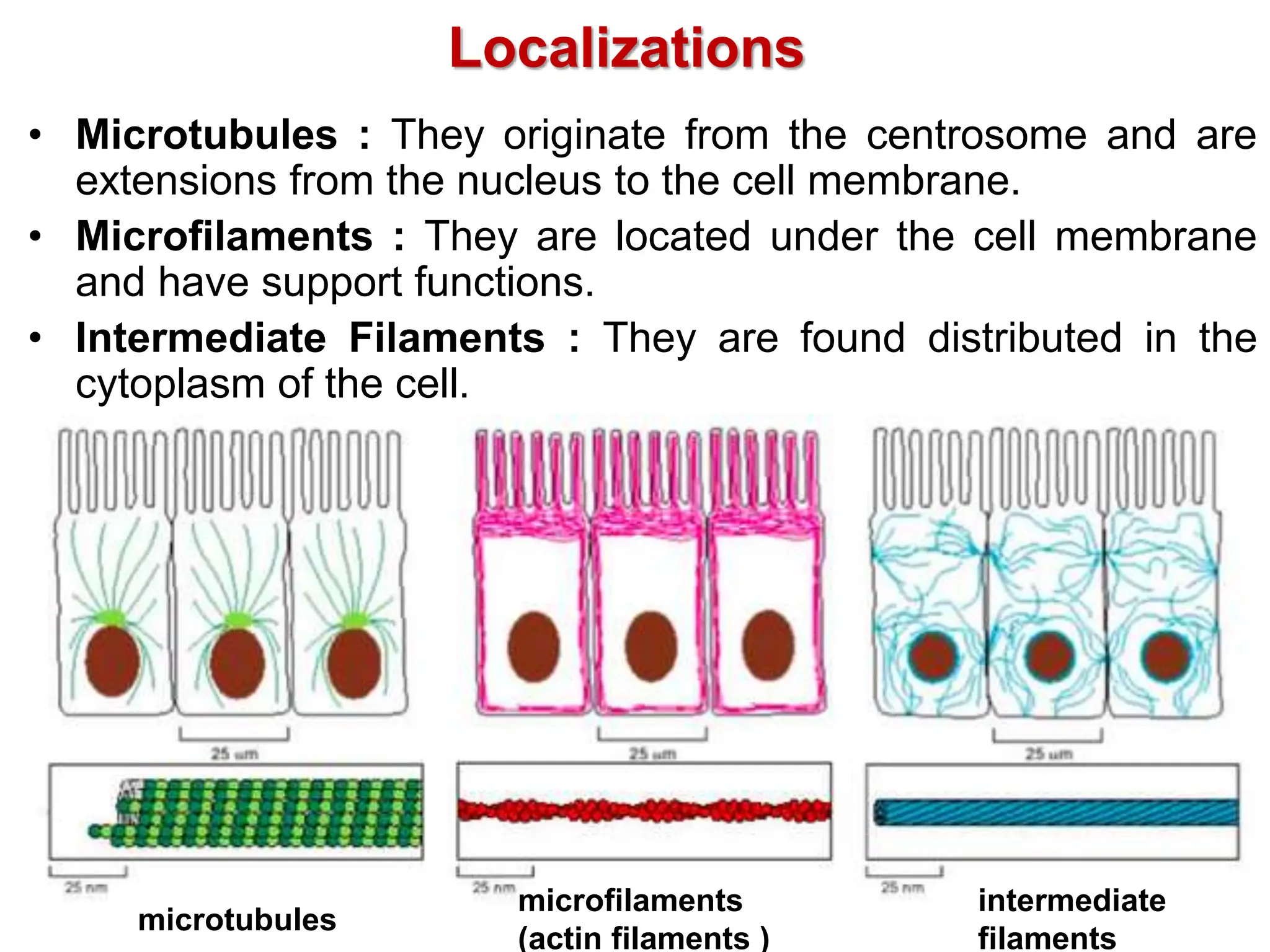 Localizations
• Microtubules : They originate from the centrosome and are
extensions from the nucleus to the cell membrane.
• Microfilaments : They are located under the cell membrane
and have support functions.
• Intermediate Filaments : They are found distributed in the
cytoplasm of the cell.
microtubules
microfilaments
(actin filaments )
intermediate
filaments
 