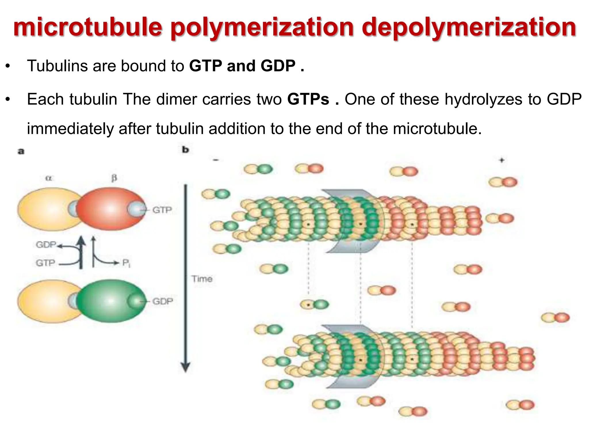 microtubule polymerization depolymerization
• Tubulins are bound to GTP and GDP .
• Each tubulin The dimer carries two GTPs . One of these hydrolyzes to GDP
immediately after tubulin addition to the end of the microtubule.
 