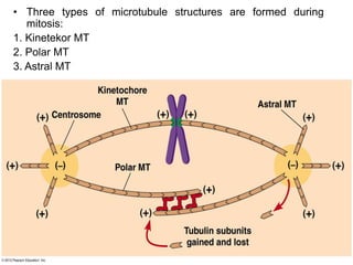 structure and functions of cytoskeletons | PPTX