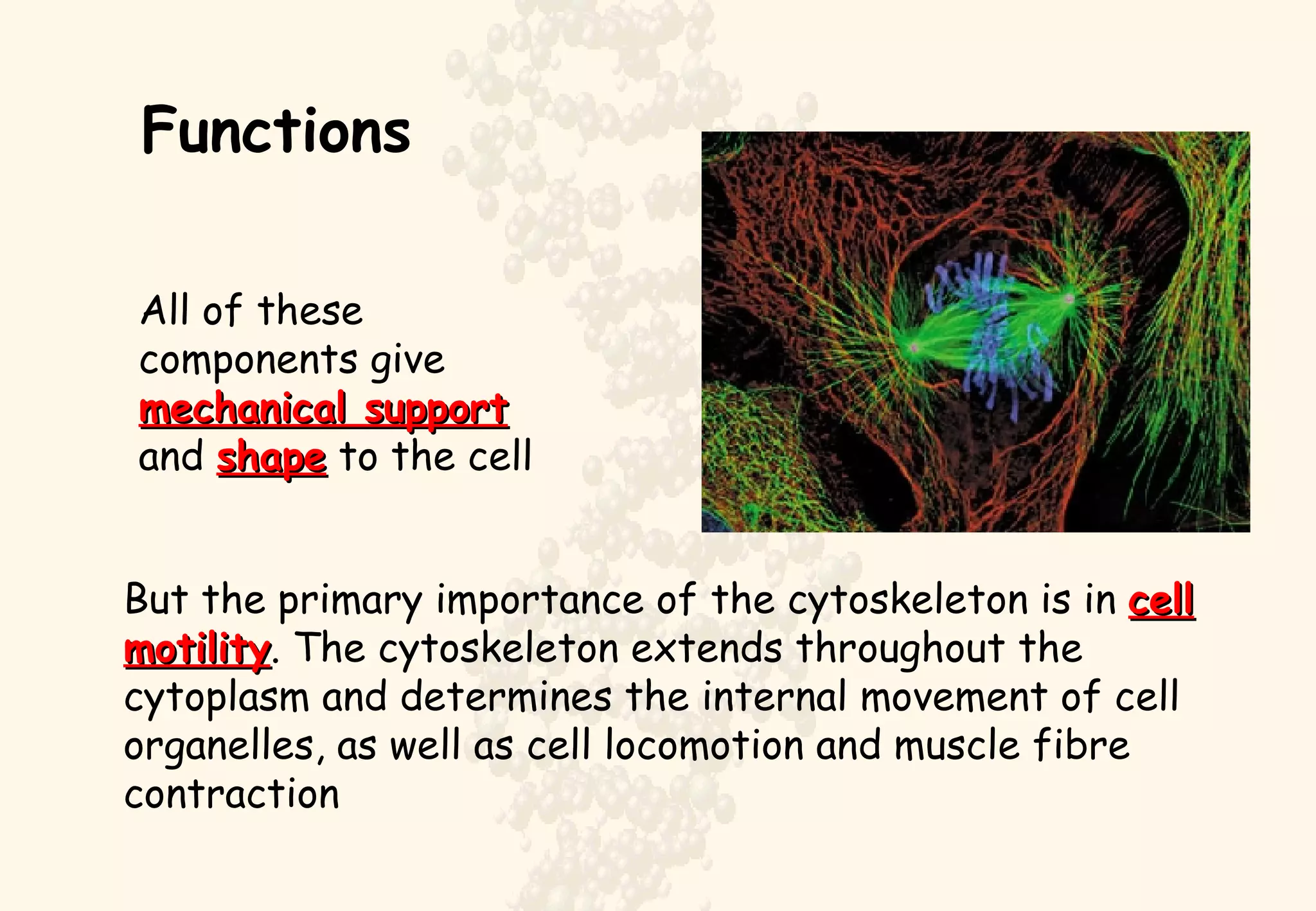 Functions But the primary importance of the cytoskeleton is in  cell motility . The cytoskeleton extends throughout the cytoplasm and determines the internal movement of cell organelles, as well as cell locomotion and muscle fibre contraction All of these components give  mechanical support  and  shape  to the cell 