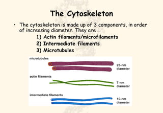 The Cytoskeleton The cytoskeleton is made up of 3 components, in order of increasing diameter. They are … 1) Actin filaments/microfilaments 2) Intermediate filaments 3) Microtubules 