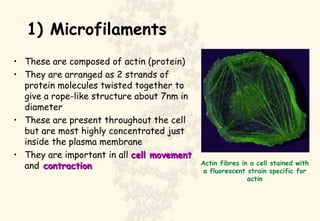 1) Microfilaments These are composed of actin (protein) They are arranged as 2 strands of protein molecules twisted together to give a rope-like structure about 7nm in diameter These are present throughout the cell but are most highly concentrated just inside the plasma membrane They are important in all  cell movement  and  contraction Actin fibres in a cell stained with a fluorescent strain specific for actin 