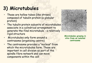 3) Microtubules These are hollow tubes (like straws) composed of tubulin protein (a globular protein)  The tubulin protein subunits of microtubules associate in a cylindrical arrangement to generate the final microtubule - a relatively rigid structure Microtubules only form around a centrosome (organising centre) The centrosome provides a “nucleus” from which the microtubules form. These are important in cell division as part of the spindle fibre network and can move components within the cell Microtubules growing in vitro from an isolated centrosome 