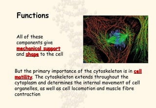Functions But the primary importance of the cytoskeleton is in  cell motility . The cytoskeleton extends throughout the cytoplasm and determines the internal movement of cell organelles, as well as cell locomotion and muscle fibre contraction All of these components give  mechanical support  and  shape  to the cell 