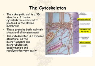 The Cytoskeleton ,[object Object],[object Object],[object Object],MICROFILAMENTS MICROTUBULES INTERMEDIATE FILAMENTS 