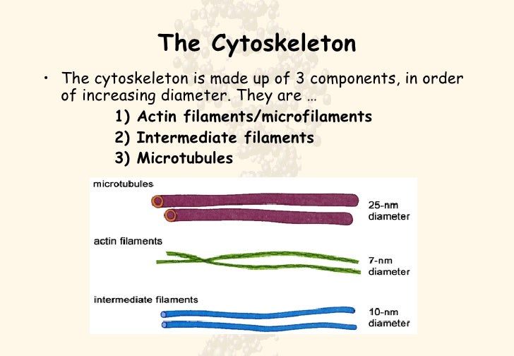 Cytoskeleton