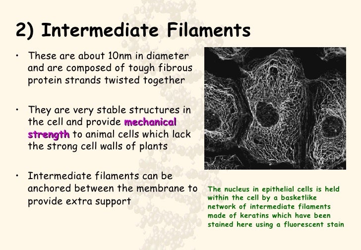 Cytoskeleton
