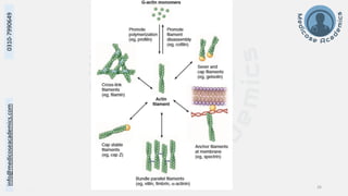Cytoskeleton and Cell Inclusions - Dr Muhammad Ali Rabbani - Medicose ...