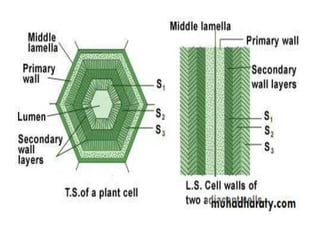 Comprehensive Overview of Cytoskeleton Components and Functions in ...