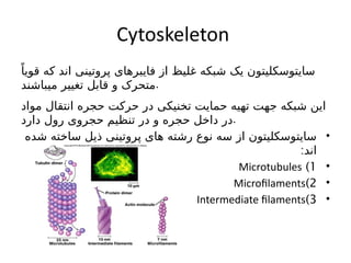 Comprehensive Overview of Cytoskeleton Components and Functions in ...