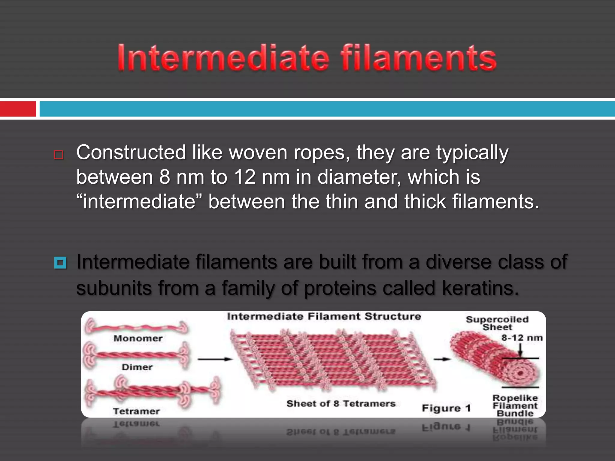  Constructed like woven ropes, they are typically
between 8 nm to 12 nm in diameter, which is
“intermediate” between the thin and thick filaments.
 Intermediate filaments are built from a diverse class of
subunits from a family of proteins called keratins.
 