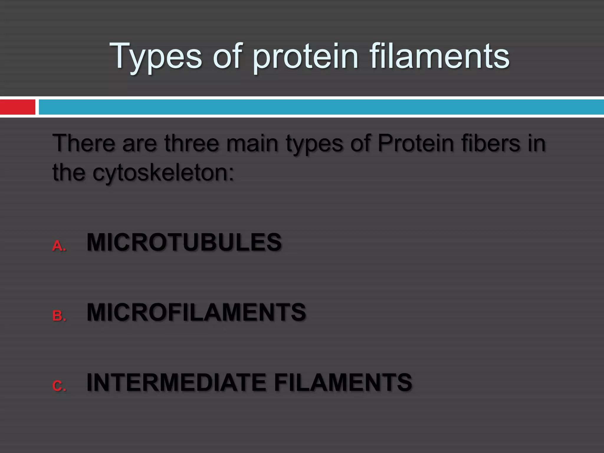 Types of protein filaments
There are three main types of Protein fibers in
the cytoskeleton:
A. MICROTUBULES
B. MICROFILAMENTS
C. INTERMEDIATE FILAMENTS
 