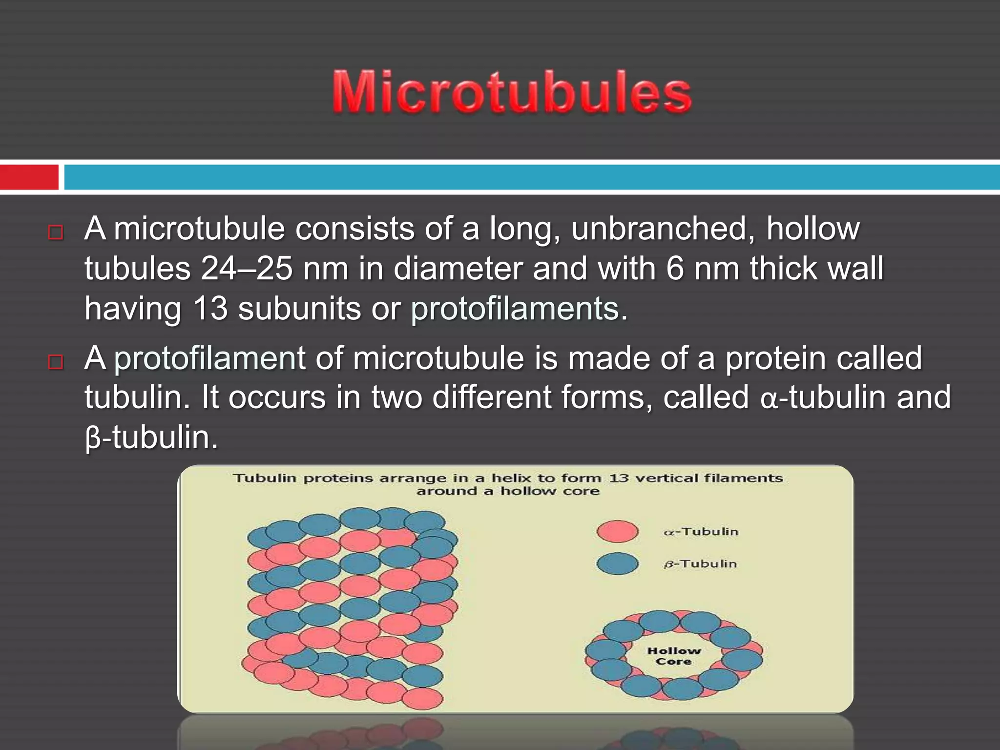  A microtubule consists of a long, unbranched, hollow
tubules 24–25 nm in diameter and with 6 nm thick wall
having 13 subunits or protofilaments.
 A protofilament of microtubule is made of a protein called
tubulin. It occurs in two different forms, called α-tubulin and
β-tubulin.
 