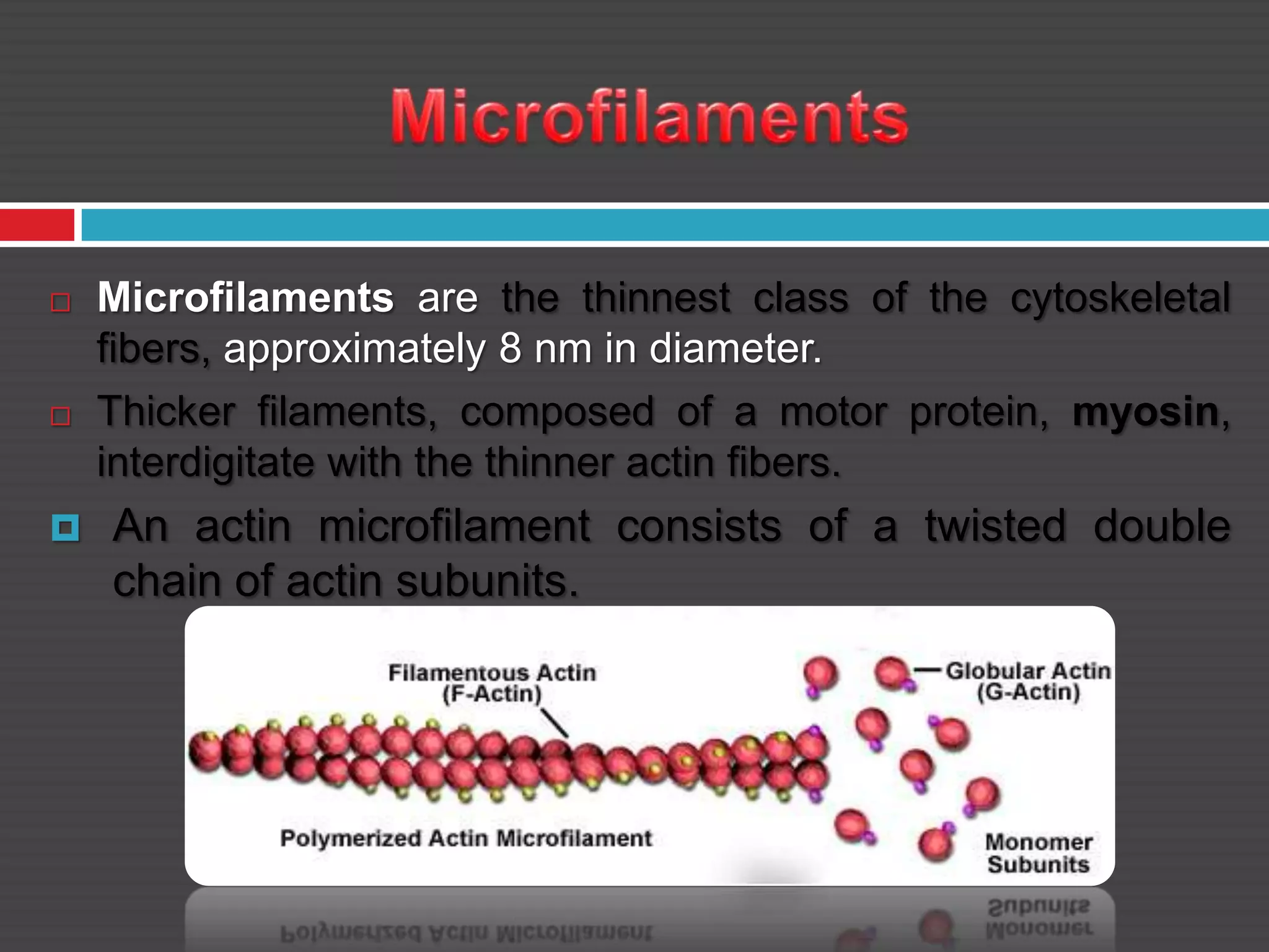  Microfilaments are the thinnest class of the cytoskeletal
fibers, approximately 8 nm in diameter.
 Thicker filaments, composed of a motor protein, myosin,
interdigitate with the thinner actin fibers.
 An actin microfilament consists of a twisted double
chain of actin subunits.
 