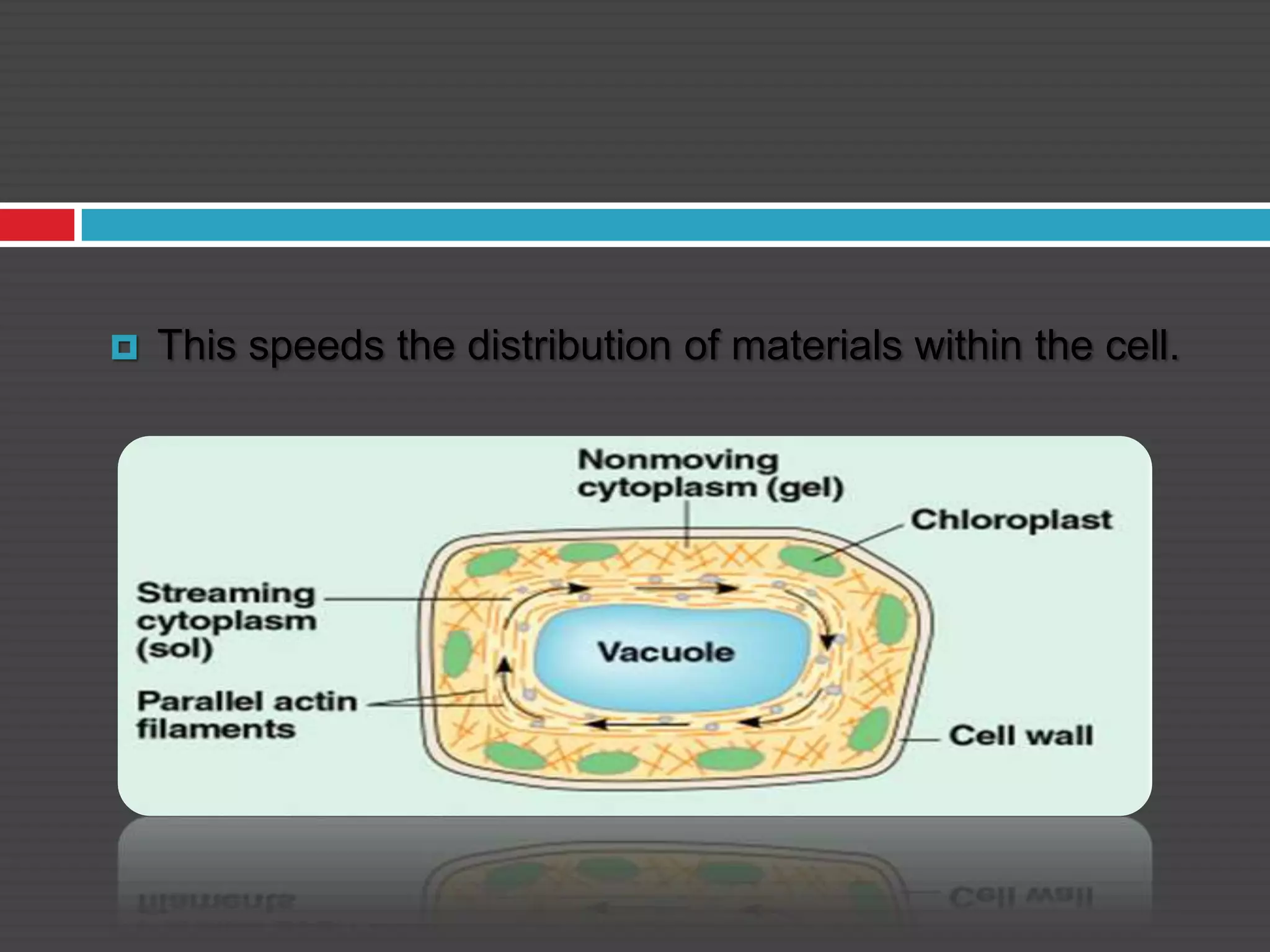  This speeds the distribution of materials within the cell.
 