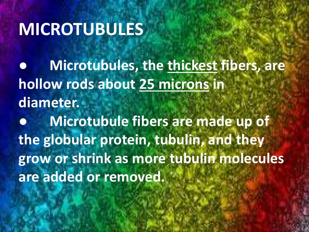 Cytoskeleton , cell shape and cell motility