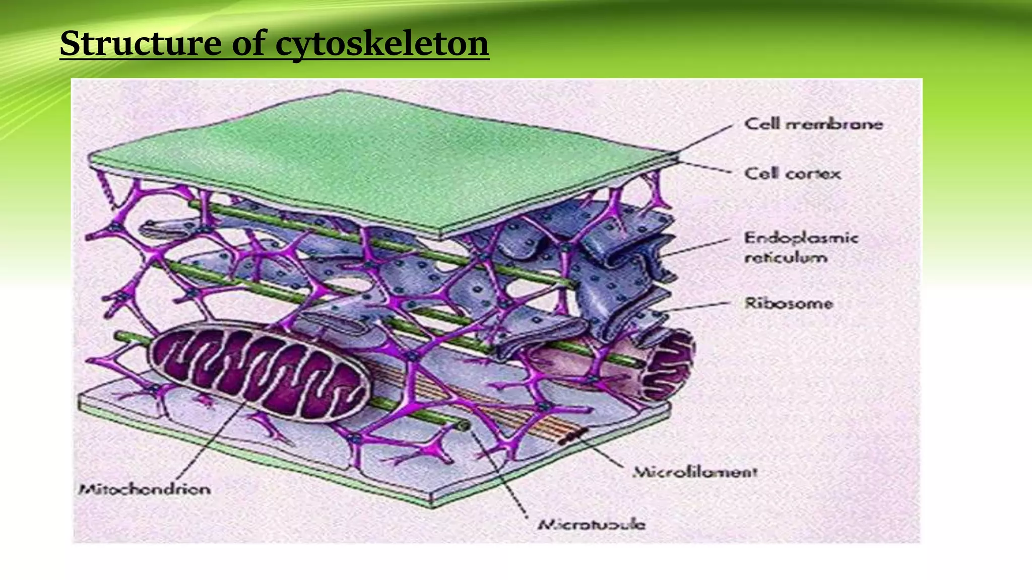 Cytoskeleton | PPT