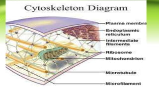 The Cytoskeleton Or Cheggcom