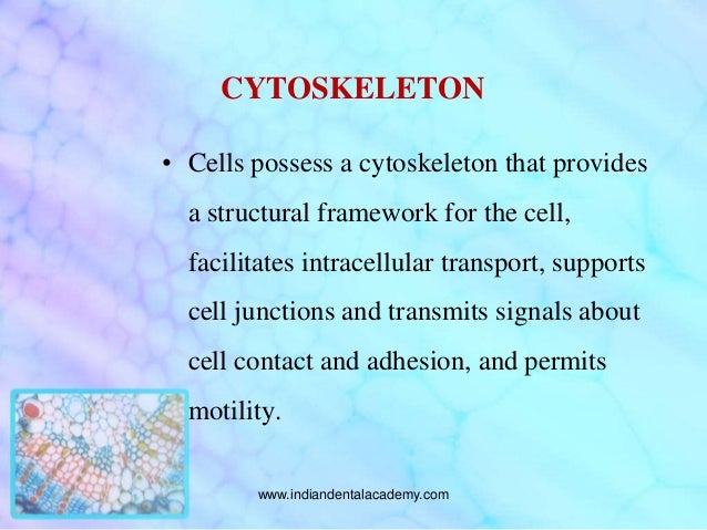 Cytoskeleton fixed orthodontics courses Cytoskeleton fixed orthodontics courses