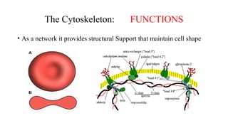 The cytoskeleton is a complex, dynamic network of interlinking ...