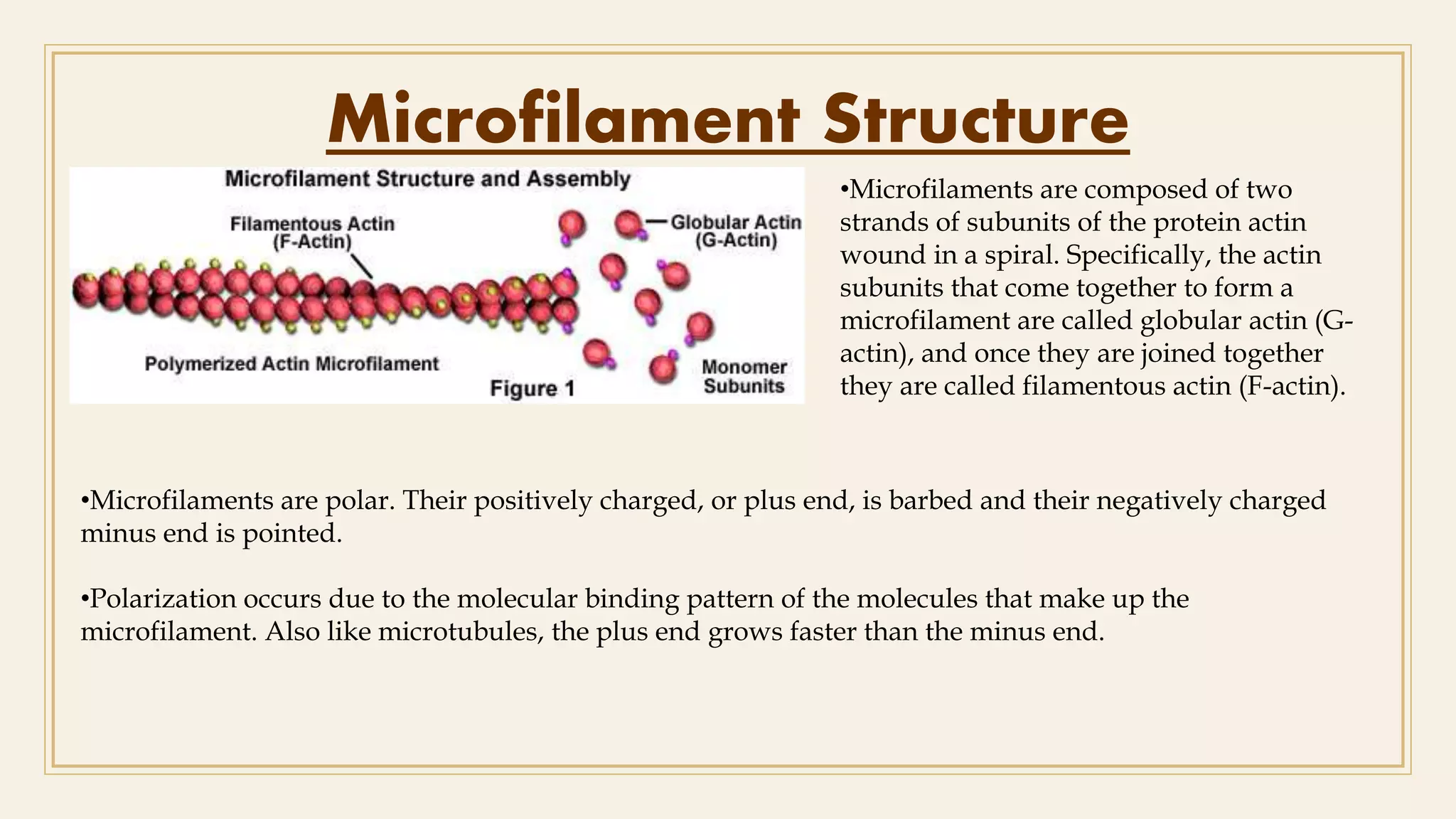Microfilament Structure
•Microfilaments are polar. Their positively charged, or plus end, is barbed and their negatively charged
minus end is pointed.
•Polarization occurs due to the molecular binding pattern of the molecules that make up the
microfilament. Also like microtubules, the plus end grows faster than the minus end.
•Microfilaments are composed of two
strands of subunits of the protein actin
wound in a spiral. Specifically, the actin
subunits that come together to form a
microfilament are called globular actin (G-
actin), and once they are joined together
they are called filamentous actin (F-actin).
 