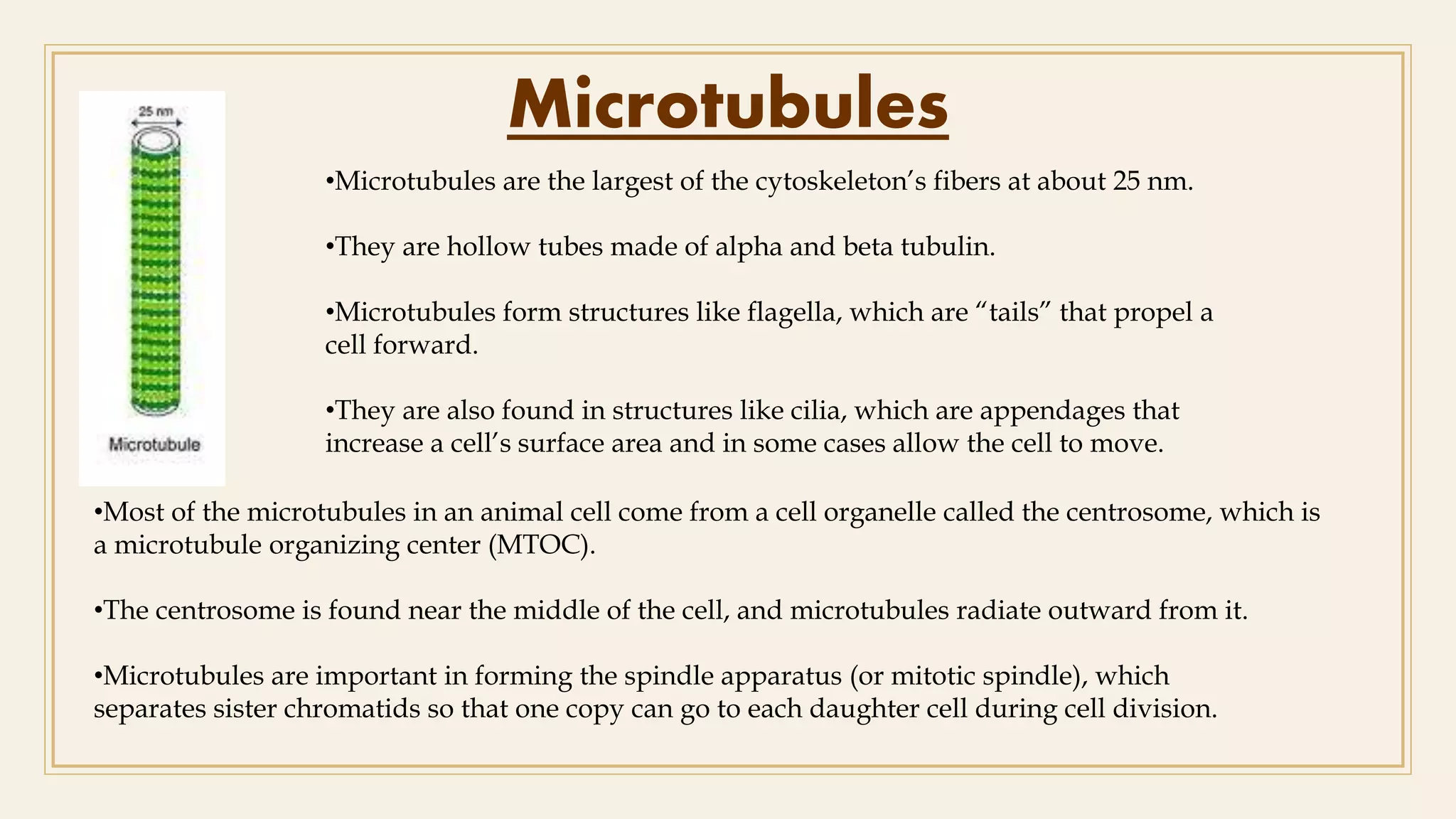 Microtubules
•Microtubules are the largest of the cytoskeleton’s fibers at about 25 nm.
•They are hollow tubes made of alpha and beta tubulin.
•Microtubules form structures like flagella, which are “tails” that propel a
cell forward.
•They are also found in structures like cilia, which are appendages that
increase a cell’s surface area and in some cases allow the cell to move.
•Most of the microtubules in an animal cell come from a cell organelle called the centrosome, which is
a microtubule organizing center (MTOC).
•The centrosome is found near the middle of the cell, and microtubules radiate outward from it.
•Microtubules are important in forming the spindle apparatus (or mitotic spindle), which
separates sister chromatids so that one copy can go to each daughter cell during cell division.
 