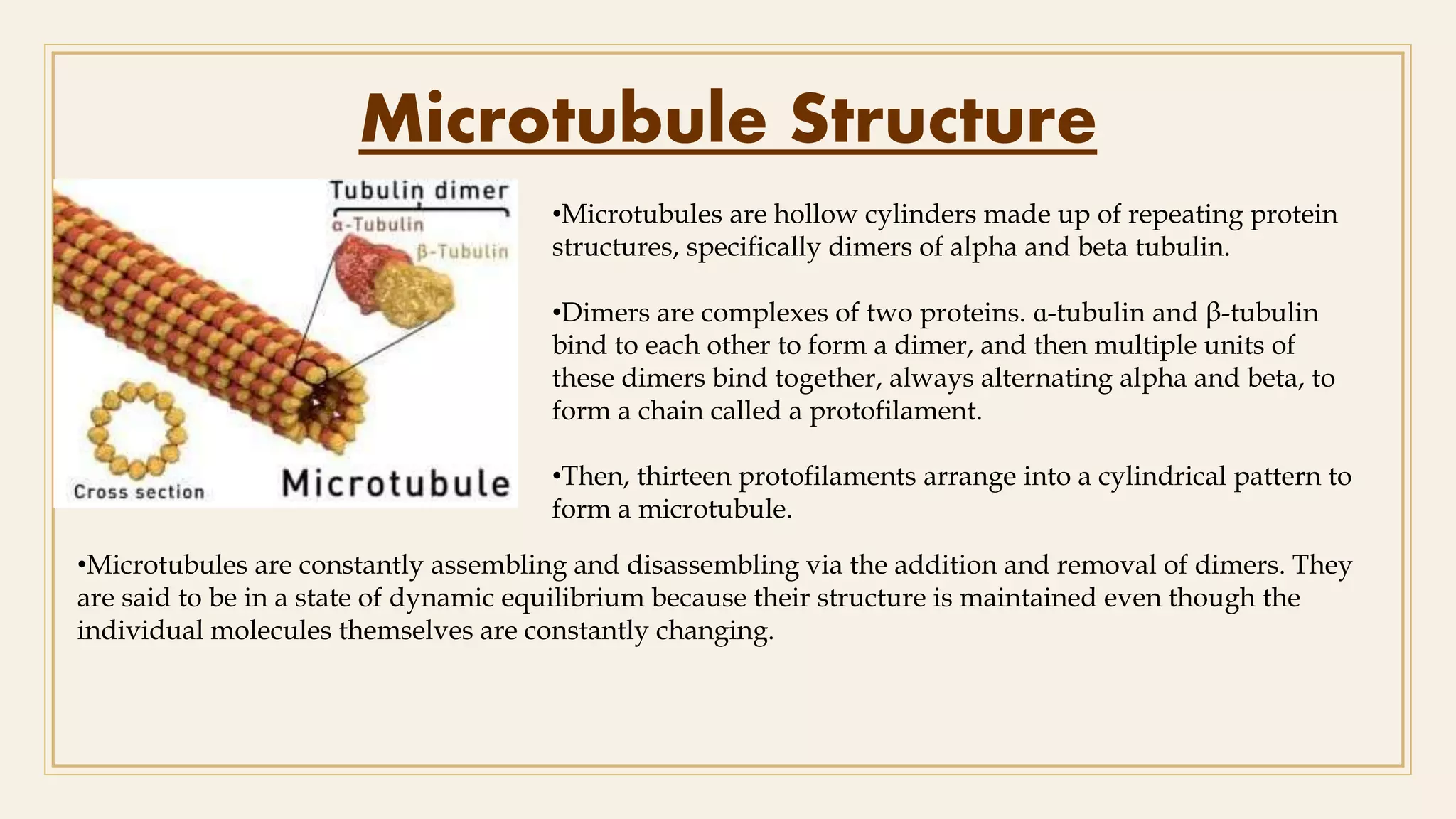Microtubule Structure
•Microtubules are hollow cylinders made up of repeating protein
structures, specifically dimers of alpha and beta tubulin.
•Dimers are complexes of two proteins. ɑ-tubulin and β-tubulin
bind to each other to form a dimer, and then multiple units of
these dimers bind together, always alternating alpha and beta, to
form a chain called a protofilament.
•Then, thirteen protofilaments arrange into a cylindrical pattern to
form a microtubule.
•Microtubules are constantly assembling and disassembling via the addition and removal of dimers. They
are said to be in a state of dynamic equilibrium because their structure is maintained even though the
individual molecules themselves are constantly changing.
 