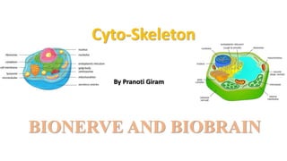 Cyto-Skeleton
By Pranoti Giram
BIONERVE AND BIOBRAIN
 