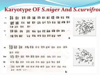 Cytotaxonomy by Ishtiyaq sir.pptx