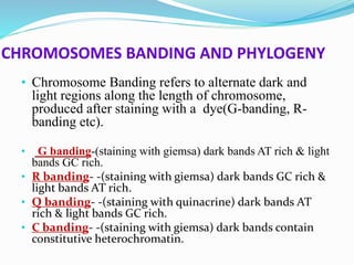 Cytotaxonomy by Ishtiyaq sir.pptx