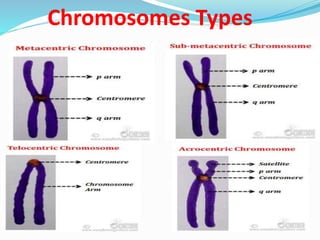 Cytotaxonomy by Ishtiyaq sir.pptx