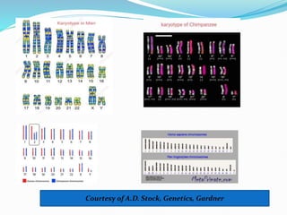 Courtesy of A.D. Stock, Genetics, Gardner
 