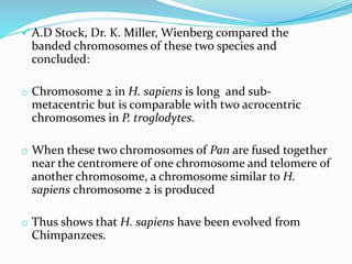 A.D Stock, Dr. K. Miller, Wienberg compared the
banded chromosomes of these two species and
concluded:
o Chromosome 2 in H. sapiens is long and sub-
metacentric but is comparable with two acrocentric
chromosomes in P. troglodytes.
o When these two chromosomes of Pan are fused together
near the centromere of one chromosome and telomere of
another chromosome, a chromosome similar to H.
sapiens chromosome 2 is produced
o Thus shows that H. sapiens have been evolved from
Chimpanzees.
 