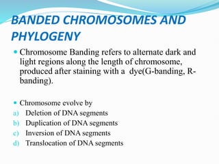 BANDED CHROMOSOMES AND
PHYLOGENY
 Chromosome Banding refers to alternate dark and
light regions along the length of chromosome,
produced after staining with a dye(G-banding, R-
banding).
 Chromosome evolve by
a) Deletion of DNA segments
b) Duplication of DNA segments
c) Inversion of DNA segments
d) Translocation of DNA segments
 