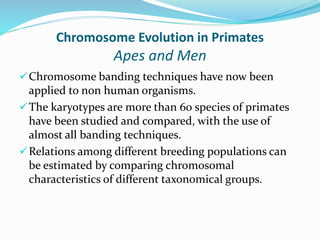 Chromosome Evolution in Primates
Apes and Men
Chromosome banding techniques have now been
applied to non human organisms.
The karyotypes are more than 60 species of primates
have been studied and compared, with the use of
almost all banding techniques.
Relations among different breeding populations can
be estimated by comparing chromosomal
characteristics of different taxonomical groups.
 