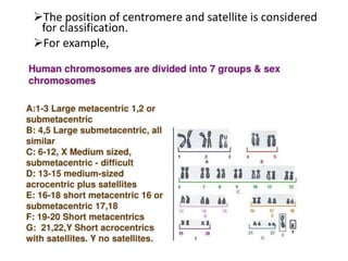 The position of centromere and satellite is considered
for classification.
For example,
 