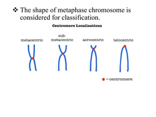  The shape of metaphase chromosome is
considered for classification.
 