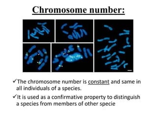 Chromosome number:
The chromosome number is constant and same in
all individuals of a species.
It is used as a confirmative property to distinguish
a species from members of other specie
 