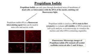 Cytotoxicity Study.pptx