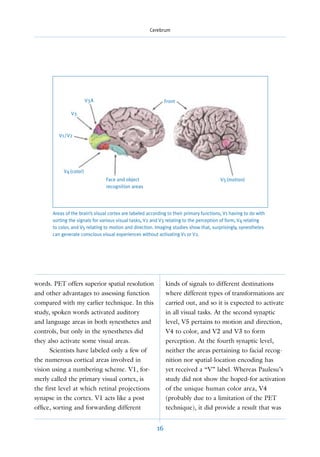 Cerebrum




                        V3A                                   Front

               V3



         V1/V2




           V4 (color)
                                Face and object                                          V5 (motion)
                                recognition areas




      Areas of the brain’s visual cortex are labeled according to their primary functions, V1 having to do with
      sorting the signals for various visual tasks, V2 and V3 relating to the perception of form, V4 relating
      to color, and V5 relating to motion and direction. Imaging studies show that, surprisingly, synesthetes
      can generate conscious visual experiences without activating V1 or V2.




words. PET offers superior spatial resolution                 kinds of signals to different destinations
and other advantages to assessing function                    where different types of transformations are
compared with my earlier technique. In this                   carried out, and so it is expected to activate
study, spoken words activated auditory                        in all visual tasks. At the second synaptic
and language areas in both synesthetes and                    level, V5 pertains to motion and direction,
controls, but only in the synesthetes did                     V4 to color, and V2 and V3 to form
they also activate some visual areas.                         perception. At the fourth synaptic level,
      Scientists have labeled only a few of                   neither the areas pertaining to facial recog-
the numerous cortical areas involved in                       nition nor spatial-location encoding has
vision using a numbering scheme. V1, for-                     yet received a “V” label. Whereas Paulesu’s
merly called the primary visual cortex, is                    study did not show the hoped-for activation
the first level at which retinal projections                  of the unique human color area, V4
synapse in the cortex. V1 acts like a post                    (probably due to a limitation of the PET
ofﬁce, sorting and forwarding different                       technique), it did provide a result that was


                                                         16
 