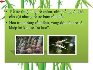 • Rễ tre thuộc loại rễ chùm, nhìn bề ngoài khá
cằn cội nhưng rễ tre bám rất chắc.
• Hoa tre thường rất hiếm, vòng đời của tre sẽ
khép lại khi tre “ra hoa”.
 