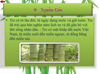 • Tre có từ lâu đời, từ ngày dựng nước và giữ nước. Tre
đã trải qua hàn nghìn năm lịch sự và đã gắn bó với
đời sống nhân dân. - Tre có mặt khắp đất nước Việt
Nam, từ miền xuôi đến miền ngược, từ đồng bằng
đến miền núi.
 