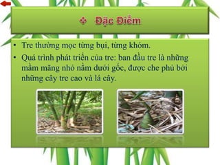 • Tre thường mọc từng bụi, từng khóm.
• Quá trình phát triển của tre: ban đầu tre là những
mầm măng nhỏ nằm dưới gốc, được che phủ bởi
những cây tre cao và lá cây.
 