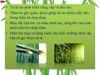 • Từ từ tre phát triển cứng cáp và dẻo dai.
• Thân tre gầy guộc, được ghép lại từ nhiều mắt, bên
trong thân tre ống rỗng.
• Màu sắc của tre: có màu xanh lục, càng lên cao màu
xanh của tre càng nhạt.
• Thân tre mọc ra từng cành cây nhỏ, những cành cây
này có gai nhọn và lá.
 