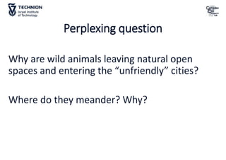 Perplexing question
Why are wild animals leaving natural open
spaces and entering the “unfriendly” cities?
Where do they meander? Why?
 