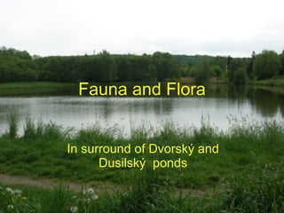 Fauna and Flora In surround of Dvorský and Dusilský  ponds 
