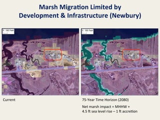 Marsh	
  Migra8on	
  Limited	
  by
	
  
Development	
  &	
  Infrastructure	
  (Newbury)
	
  

Current	
  

75-­‐Year	
  Time	
  Horizon	
  (2080)	
  
	
  

Net	
  marsh	
  impact	
  =	
  MHHW	
  +	
  
4.5	
  l	
  sea	
  level	
  rise	
  –	
  1	
  l	
  accre@on	
  

 